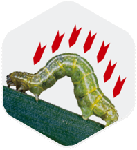 抑制病虫 抑制病虫