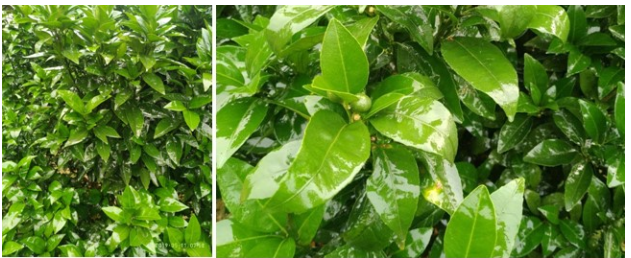 常用农用助剂都有哪些?有什么不同? 常用农用助剂都有哪些?有什么不同?